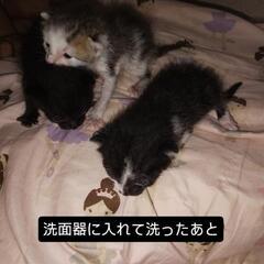 生後１週間くらいの猫ちゃん3匹 − 京都府