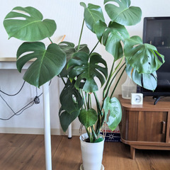モンステラ　1m　観葉植物　ガーデニング　鉢植え