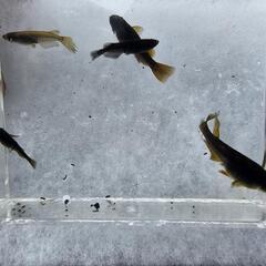 メダカ 10匹限定   サタン(オロチ遺伝子あり) 2024年11月産まれの画像