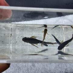 メダカ 10匹限定   サタン(オロチ遺伝子あり) 2024年11月産まれの画像