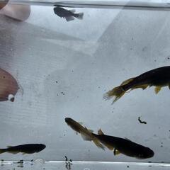メダカ 10匹限定   サタン(オロチ遺伝子あり) 2024年11月産まれの画像