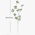 ランキングキーワードに紐づく投稿画像-観葉植物