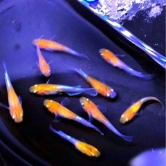 💟特上SUPER💐三色.体外光ひかりラメ魚メダカ＊有精卵３０+α...
