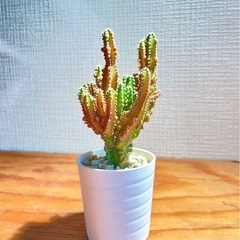 🉐トゲなしサボテン！可愛い多肉植物　ミニ観葉植物　お世話も簡単！
