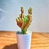 ランキングキーワードに紐づく投稿画像-多肉植物