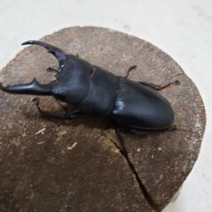 ヒラタクワガタの♂61.5mmのペア