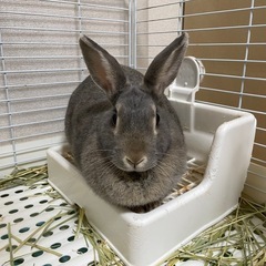 うさぎ4羽　気になる子がいましたらメッセージください。