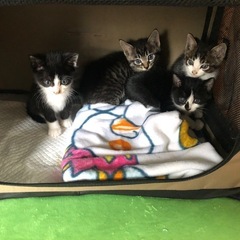 （再）１ヶ月ほどの４匹❣️保護してます