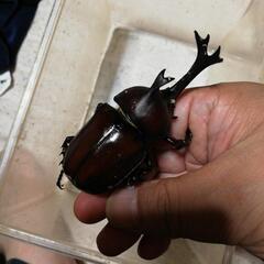カブトムシ　ペアの画像