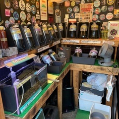 【五桜メダカ】 6月19日　横須賀めだか無人販売