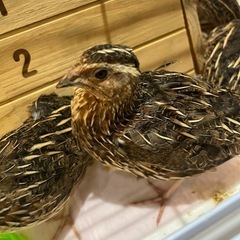 うずら5匹