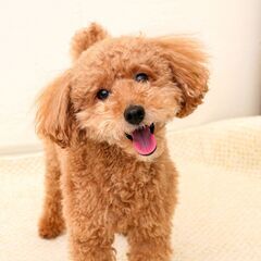 【はじめましての通話グループ、ゆっくり始動いたします】