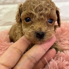 ペットショップ　トイプードル