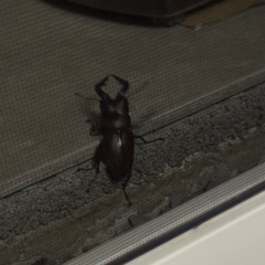 クワガタ
