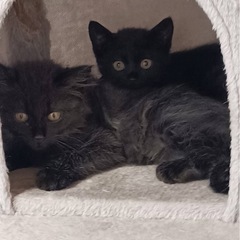 長毛黒猫さん　兄妹 2ヶ月