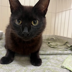 多度から仔猫と来たよ🐱ココア色　なつちゃん