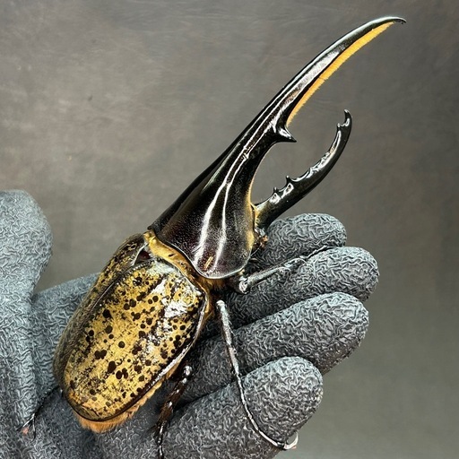 【値下げ・早い者勝ち】ヘラクレス・ヘラクレス 148mm