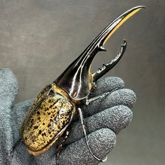 ヘラクレス・ヘラクレス 148mm