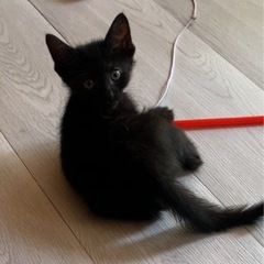 二ヶ月になるコンブ君。お家を探しています。