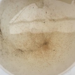 めだか　ミジンコ　タマミジンコ　生き餌　金魚　の画像
