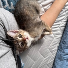 4/20生まれ女の子　先住ちゃんがいるお宅か飼育経験者のみ希望