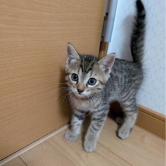 1ヶ月半兄妹①キジトラ男の子