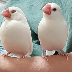 文鳥(右側の子１羽です。) 6月12日１３時頃茨田大宮4丁…
