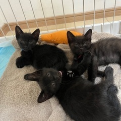 多度からママと来たよ‼️うめ♀あめ♂はる♂