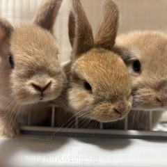 ロップの子うさぎ 生後1ヶ月