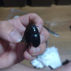 国産ノコギリクワガタ　ペアの画像