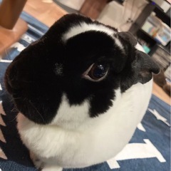 うさ友さん募集🐰