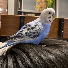 セキセイインコオス譲ります