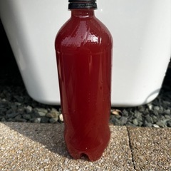 【PS B 500ml】　メダカに