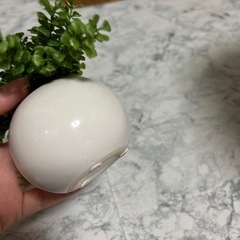 観葉植物　水をあげなくていい　可愛い　ミントの画像