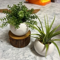 観葉植物　まとめ売り　3点セット　枯れない花の画像