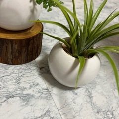 観葉植物　まとめ売り　3点セット　枯れない花の画像