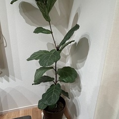 観葉植物 ゴムの木