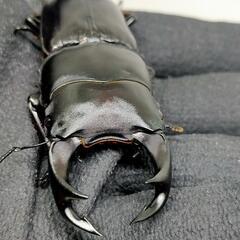 能勢YGオオクワガタ新成虫　顎ズレ　♂70ミリ♀46.2ミリ　1...