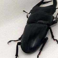 能勢YGオオクワガタ新成虫　顎ズレ　♂70ミリ♀46.2ミリ　1ペア　の画像