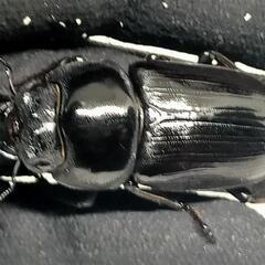 能勢YGオオクワガタ新成虫　顎ズレ　♂70ミリ♀46.2ミリ　1ペア　の画像