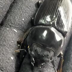 能勢YGオオクワガタ新成虫　顎ズレ　♂70ミリ♀46.2ミリ　1ペア　の画像