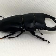 能勢YGオオクワガタ新成虫　顎ズレ　♂70ミリ♀46.2ミリ　1ペア　の画像
