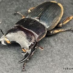 【♂単】ﾌﾟﾝｸﾃｨﾍﾟﾝﾆｽﾈﾌﾞﾄｸﾜｶﾞﾀ/Aegus p...