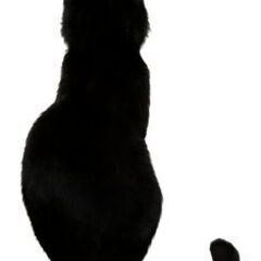 ★オンライン★占星術で占います