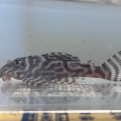 キングロイヤルペコルティア　4匹　