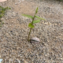 どんぐり今20cmくらいまで成長中