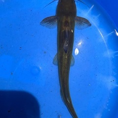 チビナマズの画像