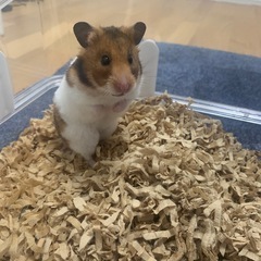 ゴールデンハムスター
