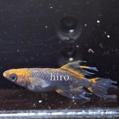 クラミツハ乱Daの卵 60個　ゾウリムシ0.5L×2　めだか メダカの画像