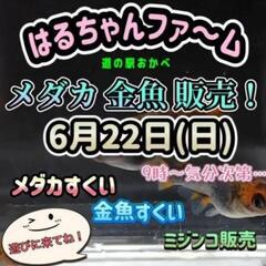 はるちゃんファ〜厶　金魚　メダカ販売！